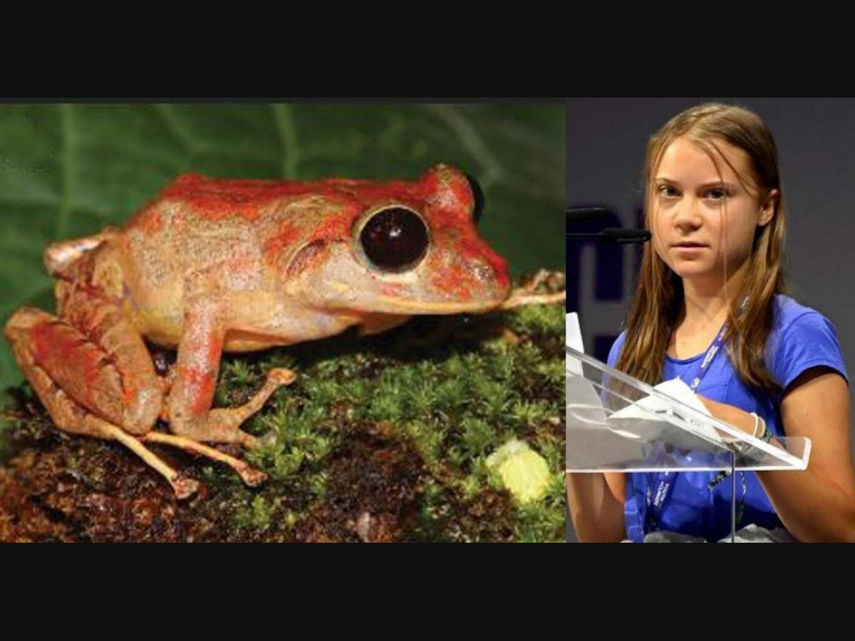 Các nhà nghiên cứu giải thích: “Cái tên Pristimantis gretathunbergae là một danh từ dùng vinh danh Greta Thunberg, một sinh viên Thụy Điển và cũng là một hoạt động vì khí hậu toàn cầu từng ghi đậm dấu ấn trong lịch sử phát triển của Panama".