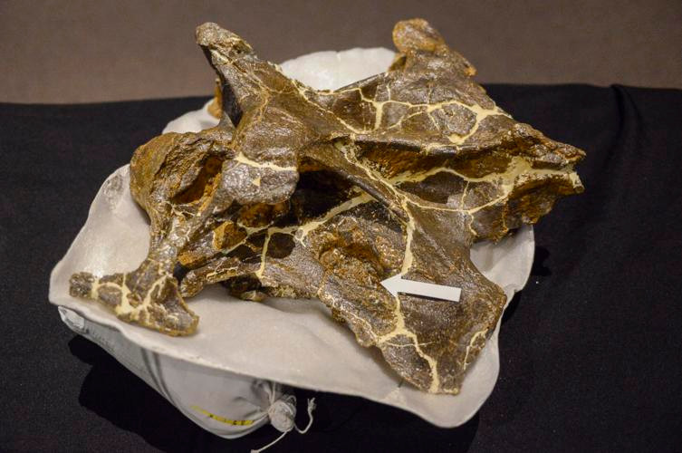 Tuy nhiên, hình ảnh sau khi quét CT cắt lớp mẫu hóa thạch cho thấy những chỗ lồi lõm bất thường ở những phần nhô ra này, mà các chuyên gia cho rằng, rất có thể chỗ lồi lõm được hình thành để phản ứng với nhiễm trùng trong túi khí mà nó liên kết. 