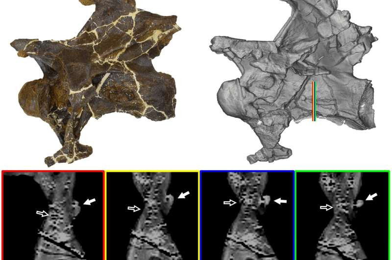 Mẫu vật hóa thạch mới được ký hiệu là MOR 7029 thuộc loài khủng long diplodocid, được phát hiện ở tây nam Montana, Mỹ, và mẫu này có niên đại từ cuối Kỷ Jura (cách đây khoảng 150 triệu năm trước).