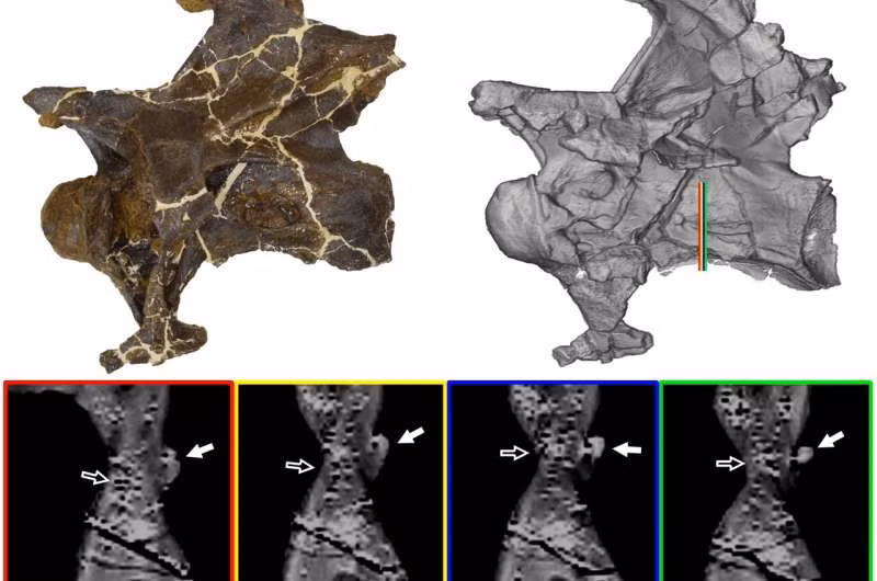 Mẫu vật hóa thạch mới được ký hiệu là MOR 7029 thuộc loài khủng long diplodocid, được phát hiện ở tây nam Montana, Mỹ, và mẫu này có niên đại từ cuối Kỷ Jura (cách đây khoảng 150 triệu năm trước).
