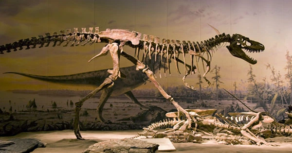 Họ gợi ý rằng, nếu con khủng long này đã bị nhiễm aspergillosis, thì nó có thể đã trải qua các triệu chứng giống như bệnh cúm hoặc viêm phổi và khó thở. Vì bệnh nhiễm nấm aspergillosis có thể gây tử vong ở chim nếu không được điều trị, và có lẽ con khủng long diplodocid cuối cùng có thể chết do chứng nhiễm trùng này.