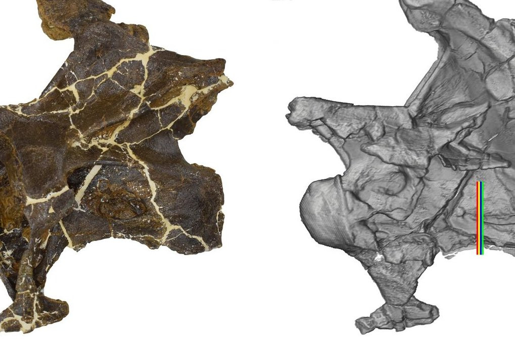 Nhả khảo cổ Mỹ Cary Woodruff và các đồng nghiệp đã kiểm tra ba trong số các xương từ cổ của bộ mẫu vật MOR 7029 và xác định các phần nhô ra của xương có hình dạng và kết cấu bất thường.
