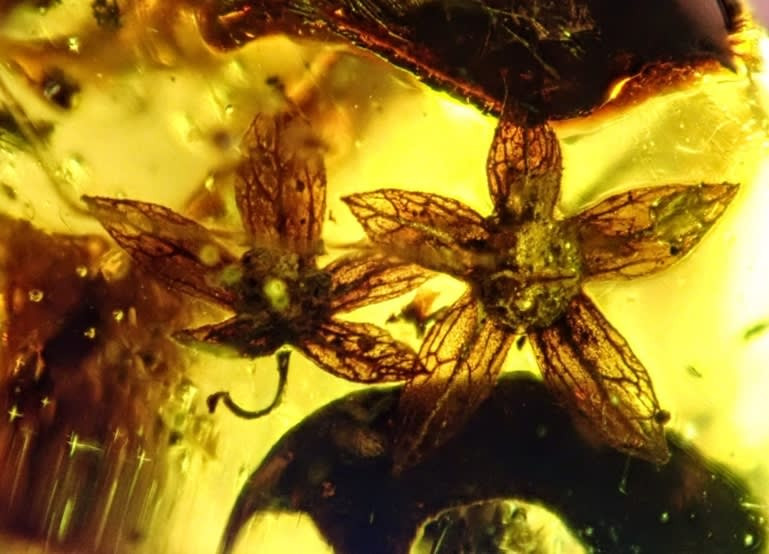 Hóa thạch đại diện một trong hai loài mới được đặt tên là Phylica piloburmensis,thuộc chi Phylica của họ Rhamnaceae, một nhóm thực vật có nguy cơ tuyệt chủng đang vẫn tồn tại bất chấp các trận cháy rừng thường xuyên.