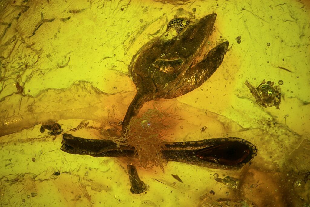 Các hóa thạch cho thấy hoa, quả, lá và phấn hoa của chúng không thay đổi mặc dù đã hơn 99 triệu năm tiến hóa, trong đó khủng long biến mất, động vật có vú đa dạng hóa và khí hậu cũng đã trải qua những thay đổi mạnh mẽ.