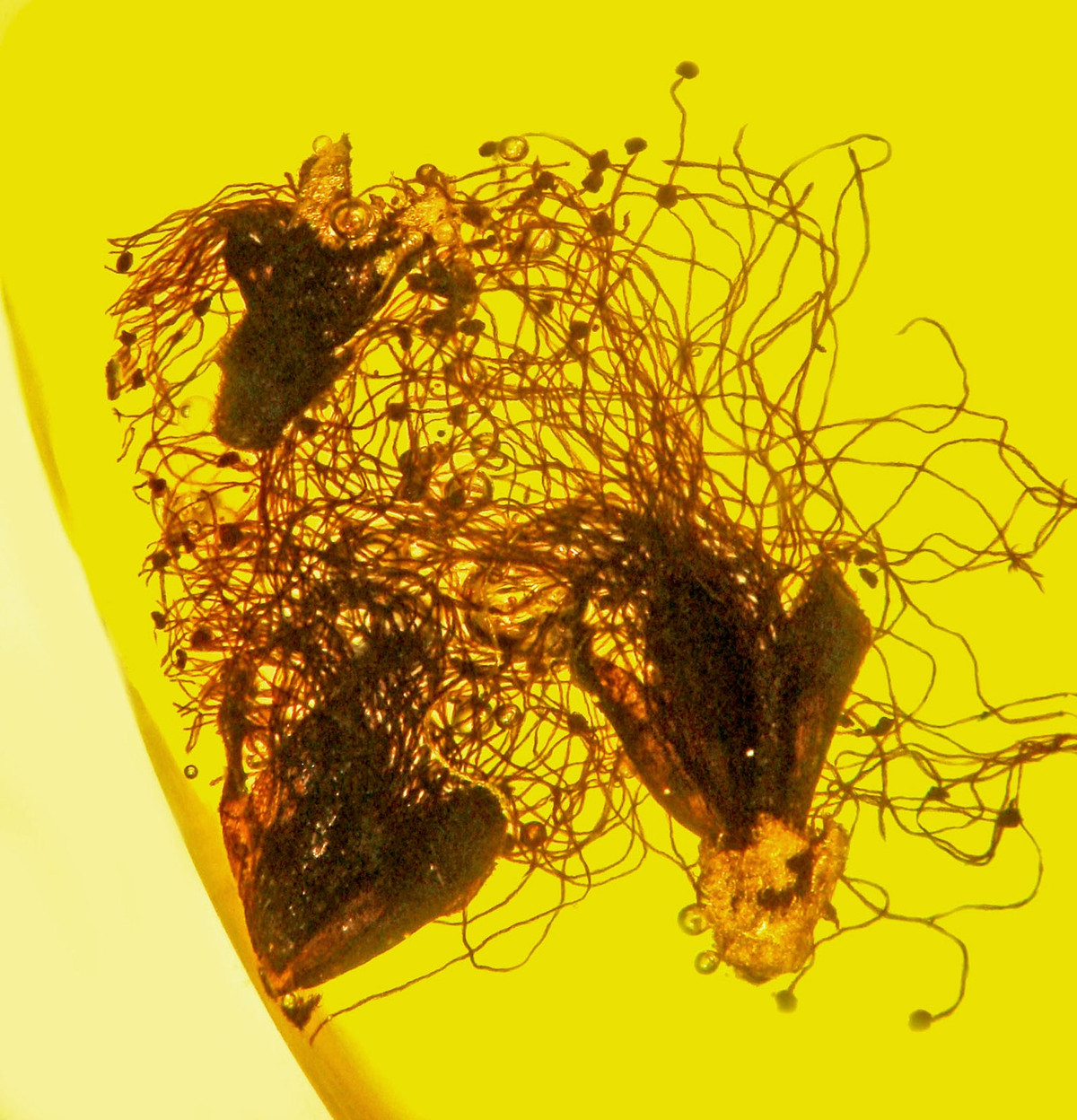 Hóa thạch hoa còn lại được đặt tên là Eophylica pricastellata, đại diện cho một nhóm chị em với chi hoa Phylica.