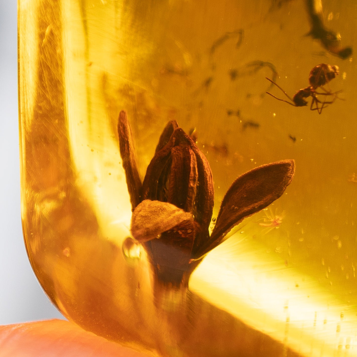 Sự bảo tồn tinh tế của những bông hoa hóa thạch này cho thấy chúng cũng thích nghi với lửa, do được tìm thấy cùng với hổ phách, có chứa một phần thực vật bị đốt cháy.