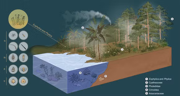 Bức xạ khắc nghiệt trong khoảng thời gian từ 65 triệu năm trước đến 135 triệu năm trước khiến thực vật hạt kín thống trị nhiều môi trường đất liền vào cuối kỷ Phấn trắng và thay thế thực vật hạt trần đương nhiệm.