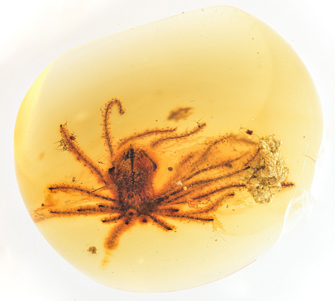 Phần lớn những gì được biết về sự đa dạng của hoa thực vật hạt kín ban đầu đến từ những bông hoa bị trơ về mặt sinh học thông qua việc đốt cháy và chuyển thành than.