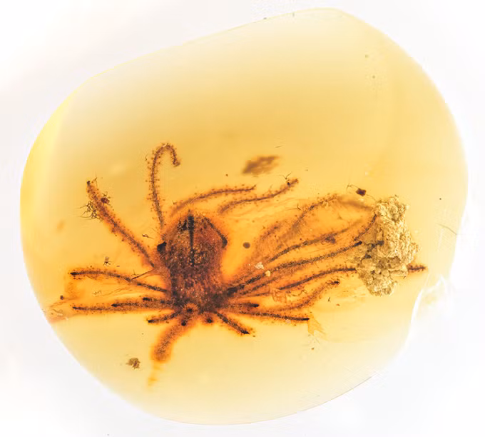 Phần lớn những gì được biết về sự đa dạng của hoa thực vật hạt kín ban đầu đến từ những bông hoa bị trơ về mặt sinh học thông qua việc đốt cháy và chuyển thành than.