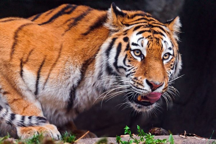 Hổ là một trong những loài động vật báo thù nhất hành tinh. Có nhiều trường hợp cho thấy rằng chúng có thể sẽ trả thù những người đã làm sai trái với chúng.