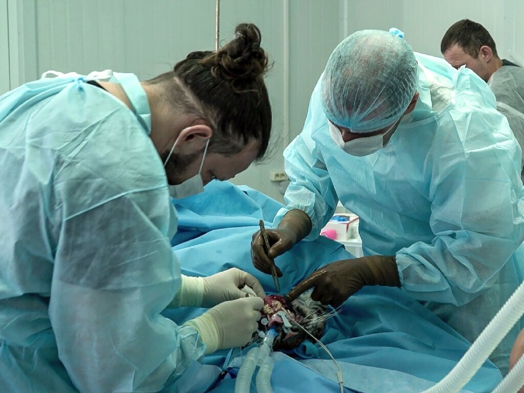 "Kiểm tra bên ngoài cho thấy nó đã bị kiệt sức nghiêm trọng do một phần ở đầu và đuôi bị tê cóng", tổ chức Amur Tiger Center cho biết thêm rằng hàm dưới của chú hổ con cũng bị hoại tử sau một chấn thương.