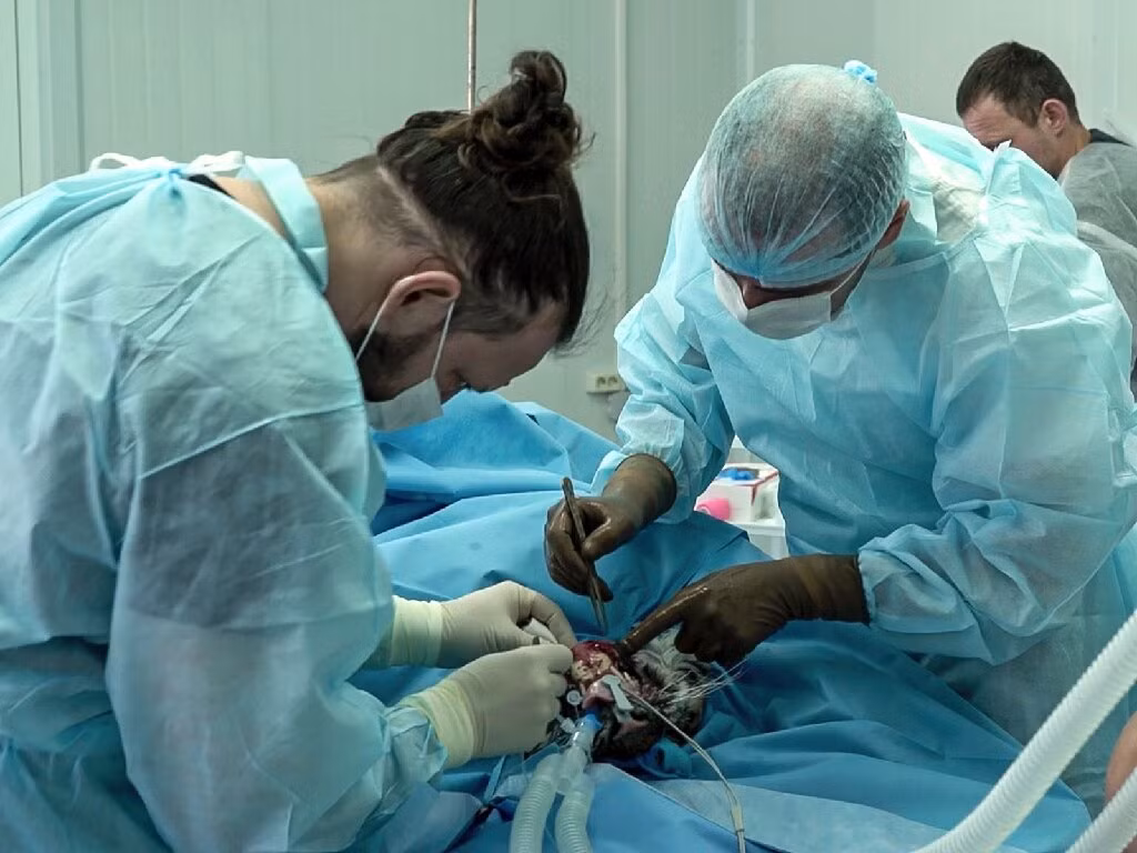 "Kiểm tra bên ngoài cho thấy nó đã bị kiệt sức nghiêm trọng do một phần ở đầu và đuôi bị tê cóng", tổ chức Amur Tiger Center cho biết thêm rằng hàm dưới của chú hổ con cũng bị hoại tử sau một chấn thương.