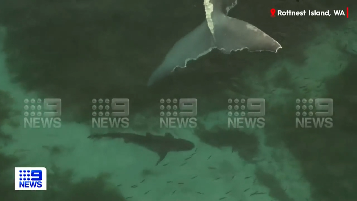 Những con cá mập đã bị thu hút bởi một xác cá voi khổng lồ.