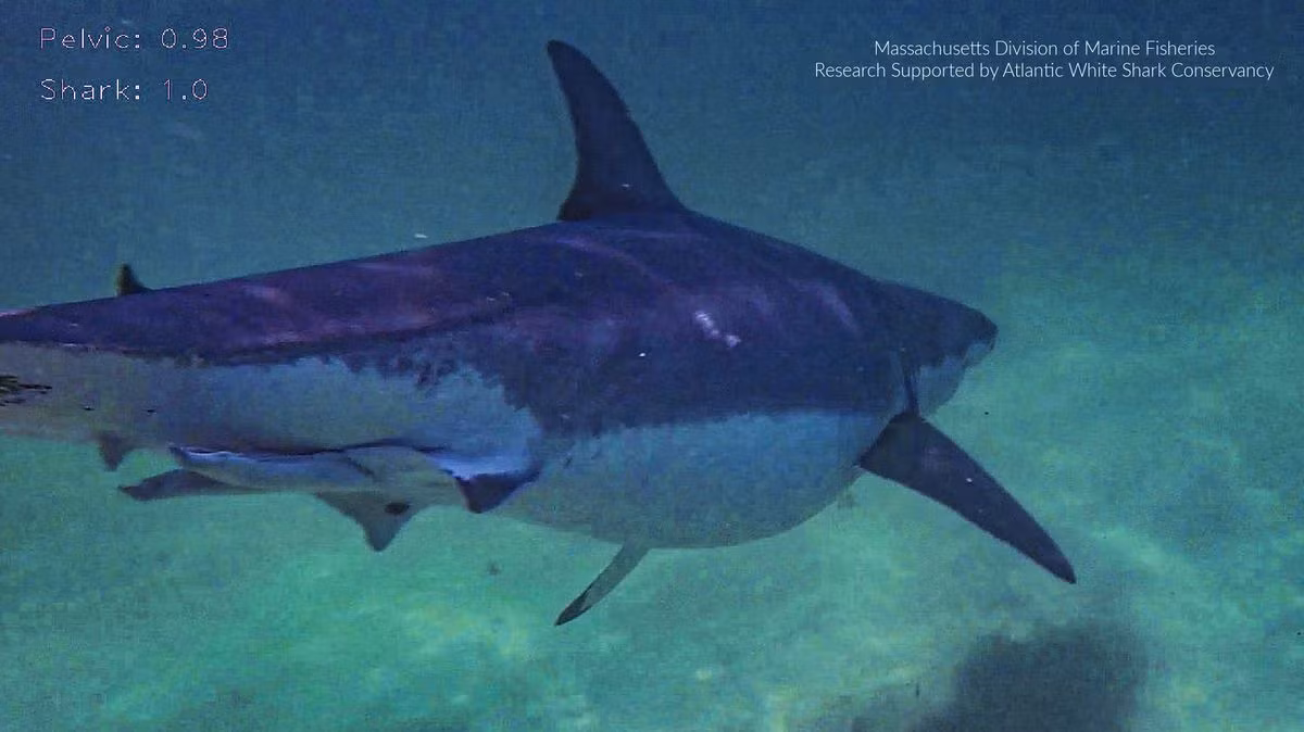 Một con cá mập trắng siêu to bị bắt gặp ở Massachusetts khiến nhiếp ảnh gia choáng váng vì kích thước khổng lồ của nó. 