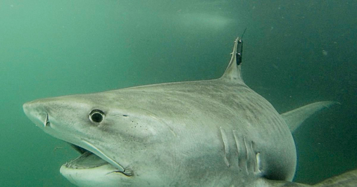 Đây là một con cá mập hổ có tên là Collette, nó đã được tìm thấy khi bơi gần Đảo Tây Bắc ngoài khơi Queensland.