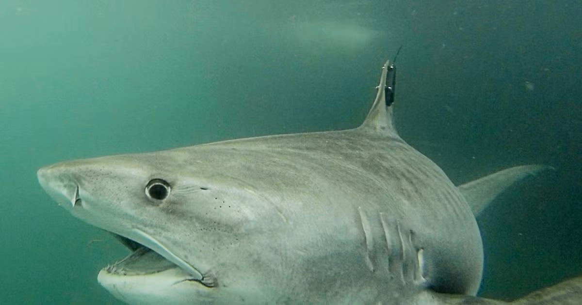 Đây là một con cá mập hổ có tên là Collette, nó đã được tìm thấy khi bơi gần Đảo Tây Bắc ngoài khơi Queensland.