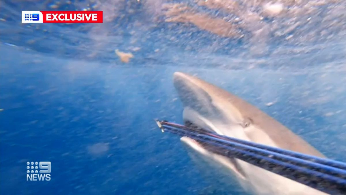 Nhiếp ảnh gia Euan Rannachan đã ghi lại khoảnh khắc một con cá mập bò cắn vào khẩu súng ngắn phòng thủ đại dương, khiến hàm răng của nó lún sâu vào mặt ống của súng.