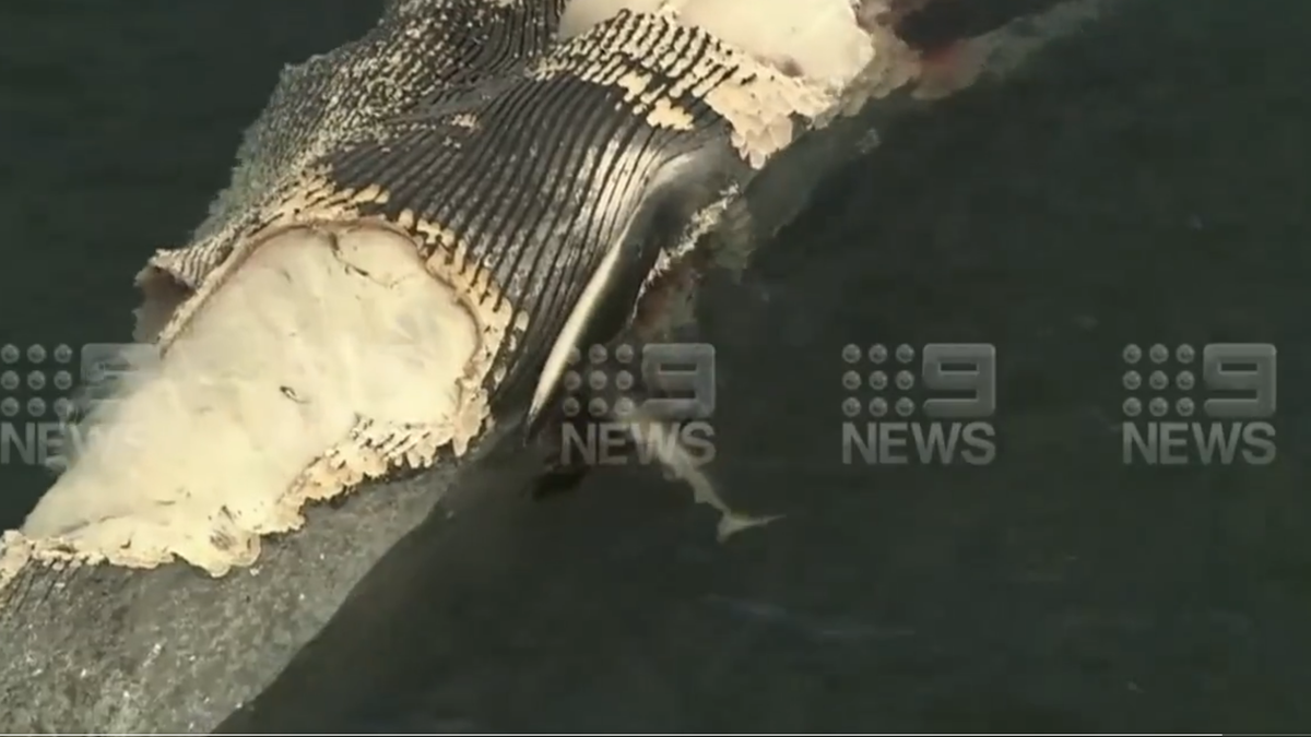 Hàng chục con cá mập hổ đã được ghi hình trong khoảnh khắc xé xác con cá voi chết, khi nó trôi dạt về phía đông bắc của cầu vịnh Thomson.