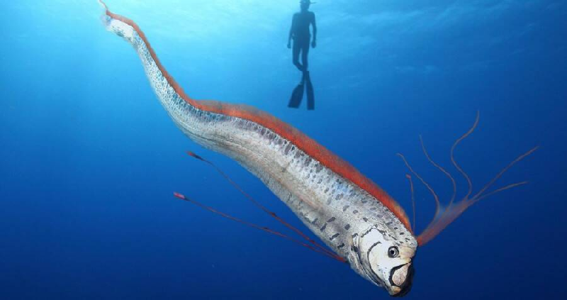 Cá oarfish khổng lồ. Con cá oarfish dài nhất được xác nhận là 36 feet (khoảng 11 m), mặc dù có những báo cáo chưa được xác nhận về con oarfish dài hơn 15 m. (Ảnh: All That's Interesting).