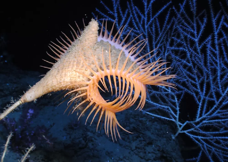 Hải quỳ có thể có chiều dài bằng một bàn chân. Khi bị đe dọa, nó đóng miệng lại và tiết ra chất nhầy phát quang sinh học để đe dọa những kẻ săn mồi. (Ảnh: ocean.si.edu)