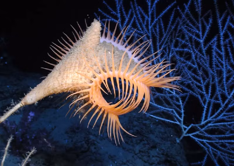 Hải quỳ có thể có chiều dài bằng một bàn chân. Khi bị đe dọa, nó đóng miệng lại và tiết ra chất nhầy phát quang sinh học để đe dọa những kẻ săn mồi. (Ảnh: ocean.si.edu)