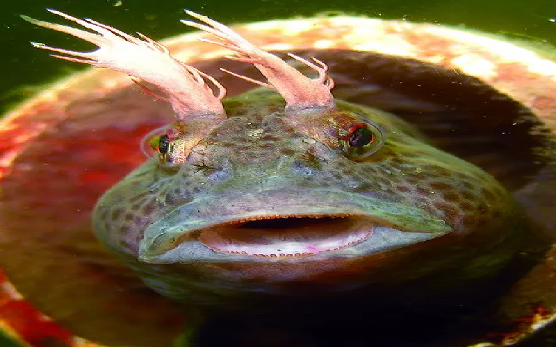 Cá Blenny. Dù là những con cá nhỏ nhưng cá Blenny có thể tấn công những con cá lớn hơn dám xâm phạm nhà của chúng. Loài cá này sống ở dưới đáy biển, hiếm khi có chiều dài vượt quá 7.62 cm. (Ảnh: diverpow).