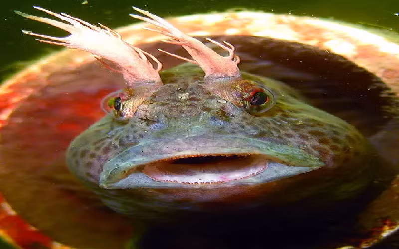 Cá Blenny. Dù là những con cá nhỏ nhưng cá Blenny có thể tấn công những con cá lớn hơn dám xâm phạm nhà của chúng. Loài cá này sống ở dưới đáy biển, hiếm khi có chiều dài vượt quá 7.62 cm. (Ảnh: diverpow).