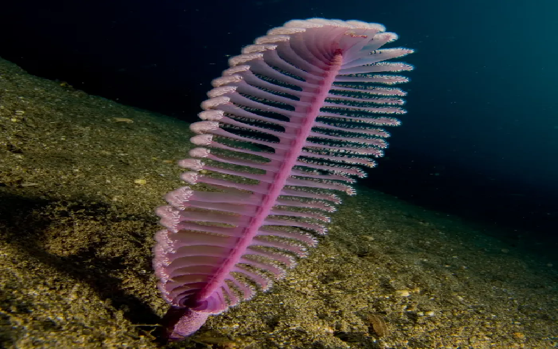Bút biển màu tím (Purple Sea Pen). Thực tế, đó là rất nhiều sinh vật nhỏ xếp chồng lên nhau tạo thành một chùm dài. Những loài động vật biển này là thành viên của họ cnidarian, và chúng thích những vùng nước sâu, tĩnh lặng. (Ảnh: Nick Hobgood, Wikimedia).