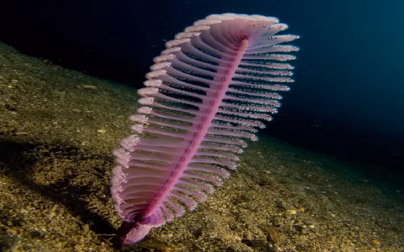 Bút biển màu tím (Purple Sea Pen). Thực tế, đó là rất nhiều sinh vật nhỏ xếp chồng lên nhau tạo thành một chùm dài. Những loài động vật biển này là thành viên của họ cnidarian, và chúng thích những vùng nước sâu, tĩnh lặng. (Ảnh: Nick Hobgood, Wikimedia).