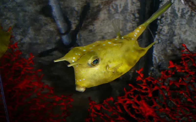 Cá nóc sừng đuôi dài. Loài cá này có thể được tìm thấy ở vùng nước ấm ở Ấn Độ Dương và Thái Bình Dương. Có thể khó tin, nhưng con cá nhỏ trong hình trên dài tới gần 2 feet (61 cm). (Ảnh: Yoshi Gizmo).