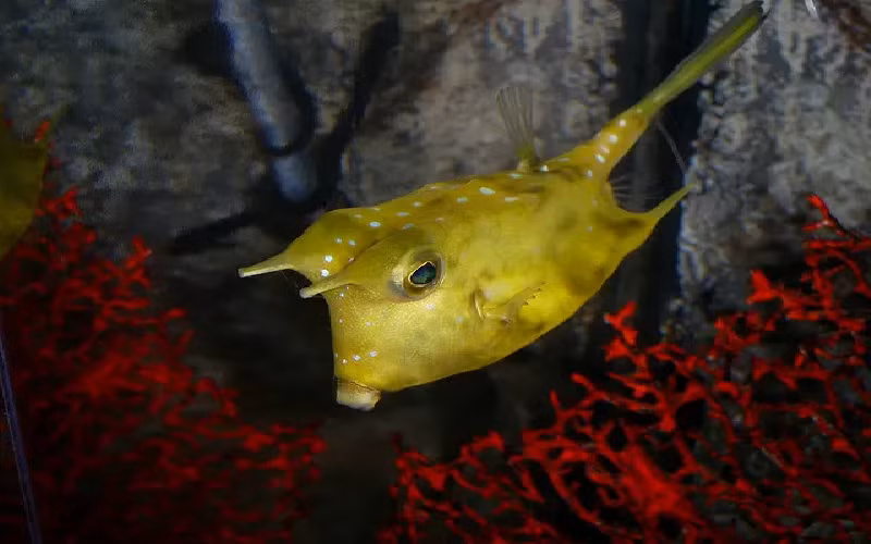 Cá nóc sừng đuôi dài. Loài cá này có thể được tìm thấy ở vùng nước ấm ở Ấn Độ Dương và Thái Bình Dương. Có thể khó tin, nhưng con cá nhỏ trong hình trên dài tới gần 2 feet (61 cm). (Ảnh: Yoshi Gizmo).