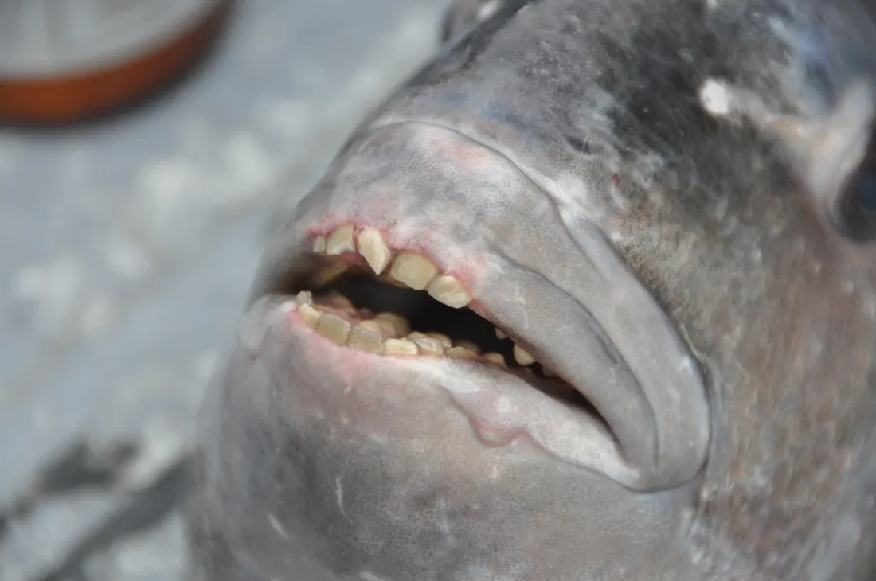 Cá đầu cừu. Chúng chủ yếu được tìm thấy ở vùng biển xa bờ của Vịnh Mexico và Nam Đại Tây Dương, ngoài khơi bờ biển phía đông của Mỹ. Loài cá này đã phát triển nhiều hàng răng giống như răng hàm để có thể nghiền nát và ăn thức ăn dễ dàng. (Ảnh: Joshua Raabe, Flickr CC 2.0).