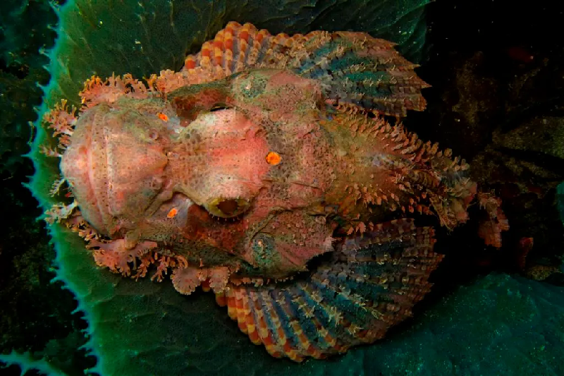 Cá mũ làn. Chúng là sinh vật sống dưới đáy biển có thể tìm thấy ở các vùng biển nhiệt đới và ôn đới trên toàn cầu. Để xua đuổi những kẻ săn mồi, gai nhọn xung quanh cá tiết ra chất nhầy, có nọc độc. Cá mũ làn “nuốt chửng” thức ăn bằng cách tạo ra lực hút bằng miệng và mang. (Ảnh: Andrepiazza).