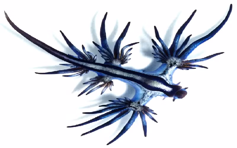 Rồng biển xanh. Có tên khoa học là Glaucus atlanticus, rồng biển xanh ăn phải chất độc của sứa, lưu trữ nó trong lớp vỏ bọc của nó (giống như mang cá) và sau đó sử dụng nó như một biện pháp bảo vệ khỏi những kẻ săn mồi. (Ảnh: commons.wikimedia.org).