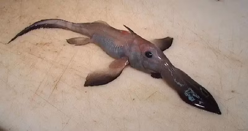 Cá Chimaera mũi dài. Loài này rất hiếm gặp vì chúng thường sống ở độ sâu từ 200 – 2000 m dưới mặt nước. Con cá này dài khoảng 1 m, có chiếc mũi dài, da mịn, không có vảy và có gai độc trên cơ thể. (Ảnh: tobymiller, Flickr).