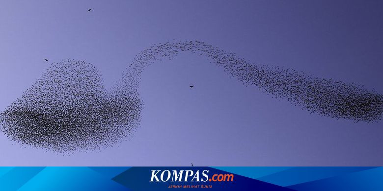 Dĩ nhiên đây không phải là trò ảo thuật của một ảo thuật gia nào đó như cách mọi người nghĩ, mà nó là một thứ gì đó tuyệt vời hơn rất nhiều: bao gồm hàng chục nghìn con chim sáo đá di cư, sà vào bầu trời cùng nhau trong một hình dạng chiếc thìa khổng lồ lạ mắt.