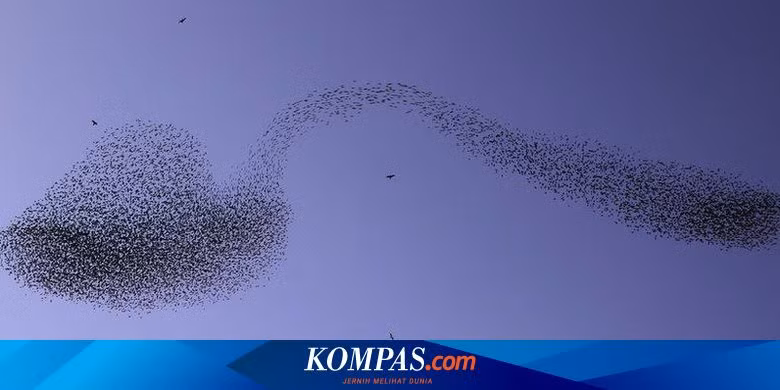 Dĩ nhiên đây không phải là trò ảo thuật của một ảo thuật gia nào đó như cách mọi người nghĩ, mà nó là một thứ gì đó tuyệt vời hơn rất nhiều: bao gồm hàng chục nghìn con chim sáo đá di cư, sà vào bầu trời cùng nhau trong một hình dạng chiếc thìa khổng lồ lạ mắt.