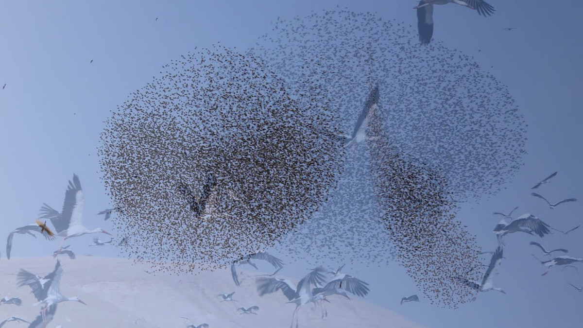 Chim sáo đá là loài chim di cư xuất hiện trên những vách đá khô cằn của Israel vào mỗi mùa đông, do mùa đông châu Âu điển hình quá lạnh giá khiến chúng phải di cư sang vùng đất ấm mới.