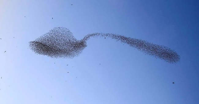 Albert Keshet, một nhiếp ảnh gia về động vật hoang dã ở Israel đã nhìn thấy cảnh tượng tuyệt đẹp này, sau khi dành hơn 5 giờ đồng hồ để ghi lại những con chim sáo đá ở Thung lũng phía bắc Jordan trong tuần cuối cùng của năm 2021.