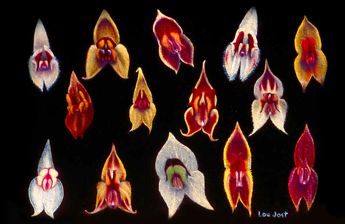 Được đặt tên lần lượt là Lepanthes oro-lojaensis, Lepanthes microprosartima và Lepanthes caranqui, chúng được ghi nhận trong rừng thường xanh trên núi.