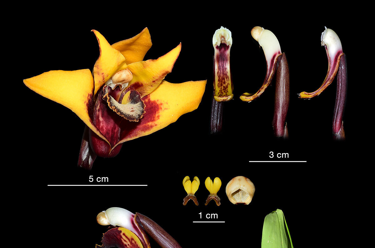 Ba loài lan mới được phát hiện bởi Tiến sĩ Francisco Tobar Suarez đến từ Instituto Nacional de Biodiversidad và các đồng nghiệp của ông từ Ecuador và Thụy Sĩ.