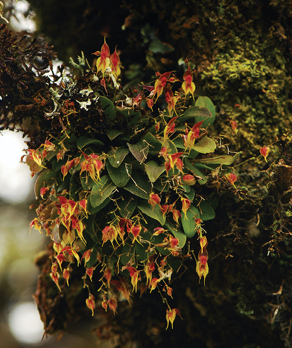 Số lượng loài lớn nhất tập trung ở Andes của Colombia, Ecuador và Peru, nhưng một số lượng quan trọng cũng phân bố ở Costa Rica và Panama. Ở Ecuador, Lepanthes bao gồm khoảng 350 loài, trong đó 240 loài được coi là đặc hữu của đất nước.