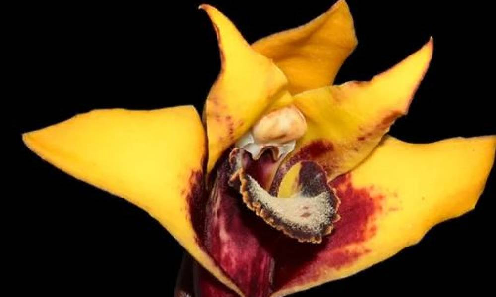 Còn Lepanthes microprosartima đến từ sườn phía tây của núi lửa Pichincha ở phía bắc Ecuador giống loài lan Lepanthes obandoi nhưng khác ở màu sắc của lá, cụm hoa ngắn hơn lá và đài hoa nhỏ hơn.