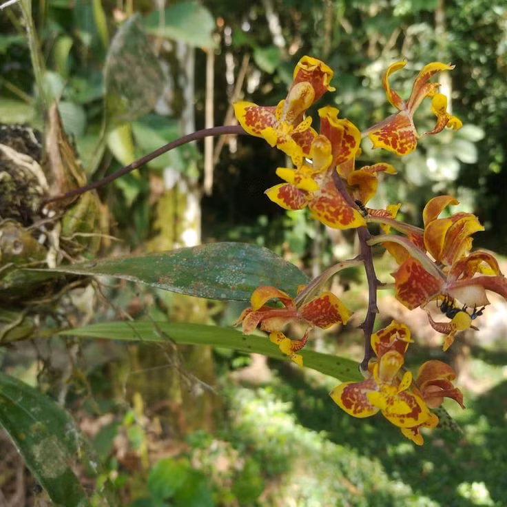 Cuối cùng, Lepanthes caranqui được tìm thấy ở miền đông Pichincha và Imbabura, gần giống với loài lan Lepanthes pachychila nhưng khác là cây của nó lớn hơn nhiều và hình dạng của cánh hoa và phần đài hoa có khác một chút.