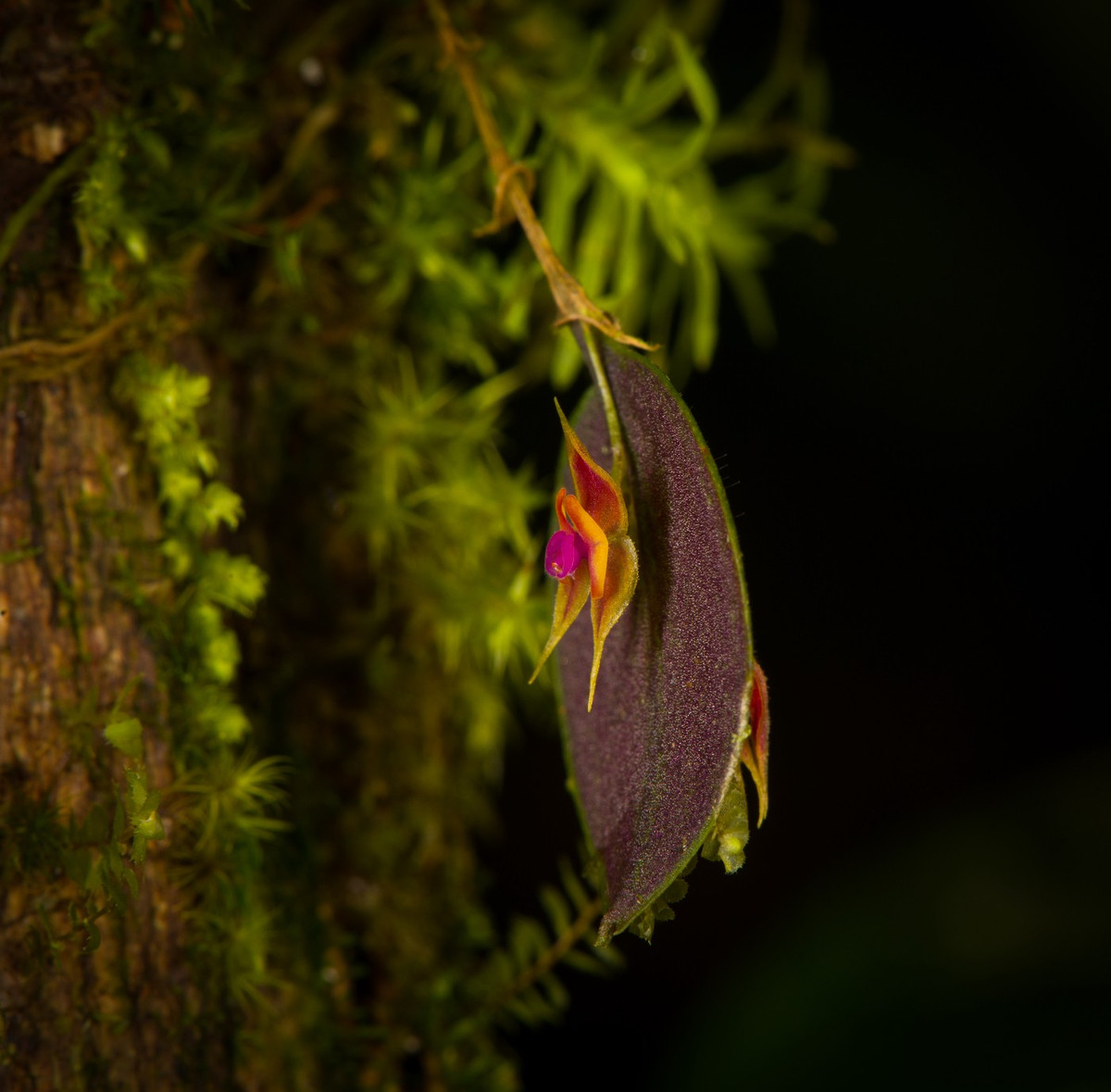 Các nhà khoa học cho rằng, Lepanthes oro-lojaensis và Lepanthes microprosartima là cực kỳ nguy cấp và Lepanthes caranqui là loài ít được quan tâm nhất theo Tiêu chí và Danh mục Sách đỏ của IUCN.