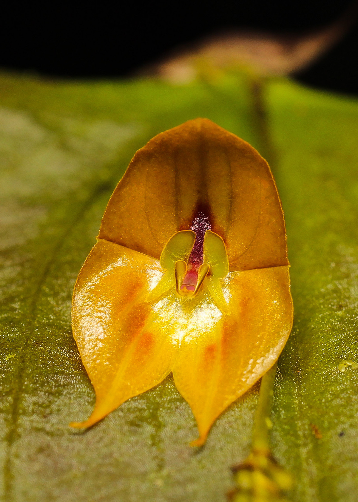 Các nhà nghiên cứu cho biết: “Lepanthes oro-lojaensis được phát hiện ở phía tây nam của tỉnh El Oro và tương tự như giống lan Lepanthes jimburae, nó chỉ khác ở chỗ cây nhỏ hơn nhiều, bao gồm luôn cụm hoa và các bộ phận của hoa”.