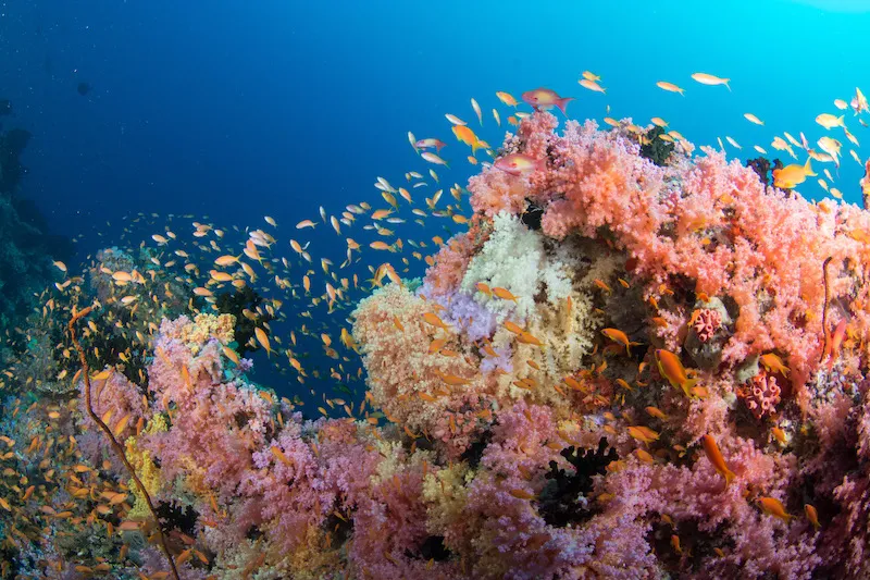 Loài mới được mô tả được đặt tên là Cirrhilabrus finifenmaa, khá giống với loài Cirrhilabrus rubrisquamis từng được tìm thấy ở phía tây Ấn Độ Dương. Cả hai loài đều sống trên các rạn san hô trung sinh, mọc sâu hơn nhiều so với hầu hết các rạn san hô nhiệt đới - từ 30 đến 149 mét dưới bề mặt đại dương.