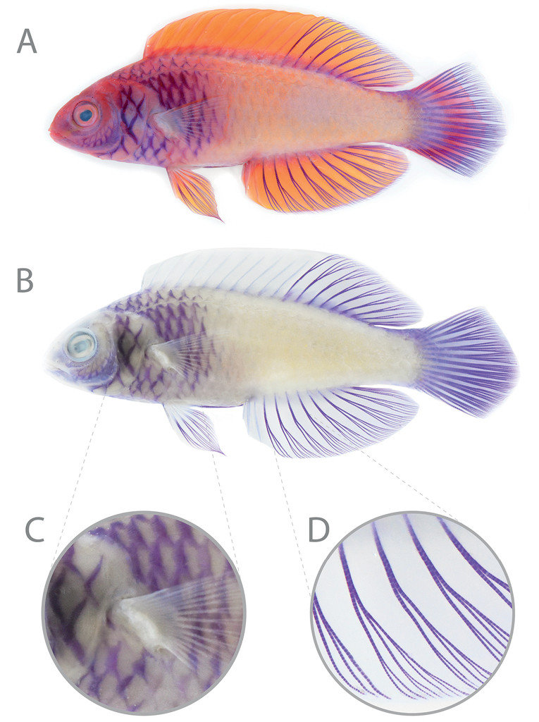Ngoài ra, nghiên cứu cho thấy C. finifenmaa có phạm vi địa lý nhỏ hơn nhiều so với C. rubrisquamis, điều này cho thấy cần các nỗ lực bảo tồn cấp bách để bảo vệ loài này.