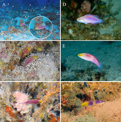 Các nhà nghiên cứu cũng phát hiện ra rằng, C. finifenmaa có số lượng vảy khác nhau ở một số vùng cơ thể nhất định và gai lưng cao hơn so với người anh em họ của nó. Phân tích DNA xác nhận rằng hai loài này khác biệt về mặt di truyền.