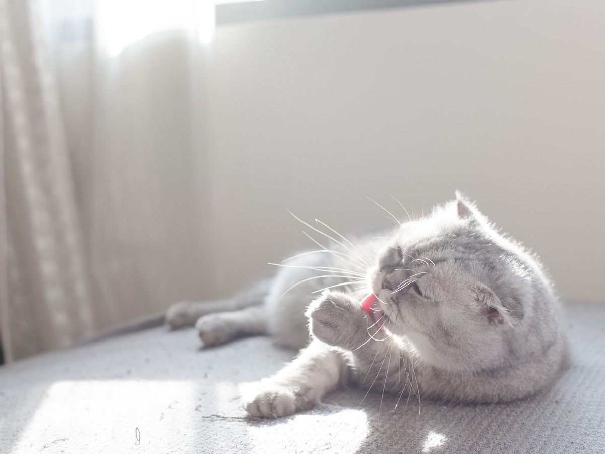 Lông rối lâu ngày không chỉ gây khó chịu cho mèo mà còn khiến da bên dưới bị kích ứng và viêm, gây nguy cơ nhiễm trùng.